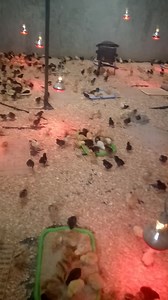 2.3K views · 11 reactions | In the process of packaging 100 chicks,destination is nanyuki town I have kienyeji kari,kuroilers,rainbow rooster,kenbro and sasso chicks. Three days old at 80sh Week old at 100sh Two weeks at 120sh Three weeks at 170sh Month old at 210sh Location is mwihoko along thika road or call 0725285599 | Kukukenya 0725285599 | Facebook