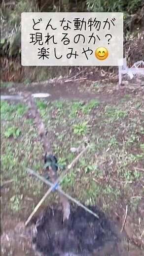 トレイルカメラを設置してみた