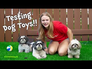 Assistants Tests Birthday Present Ideas for Dogs Wiggles Waggles and Waffles - Videos For Kids