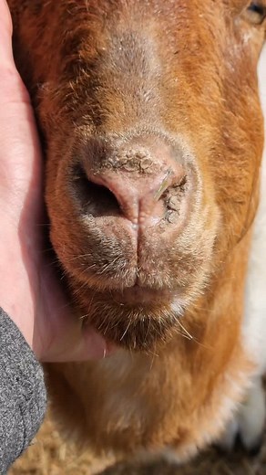 Hahahah 😆😂 can I pet that goat | Char Lewis