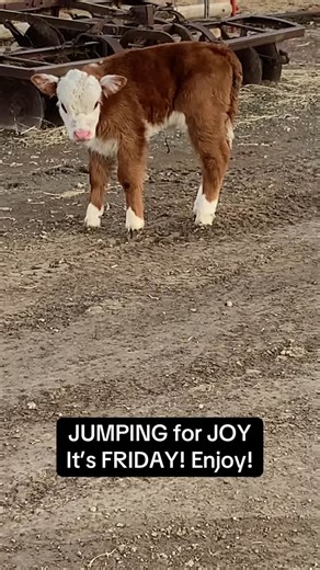 Thank goodness it’s Friday! #tgif #farmlife #herefordcattle #miniatureherefords #narrowgateminiatureherefords #claibornfamilyfarms | Narrow Gate Miniature Herefords