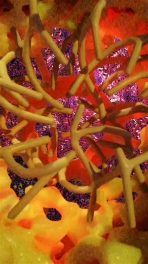 Imagine the cytoplasm of a eukaryotic cell as a bustling city. It's the space between the cell membrane and the nucleus, filled with a jelly-like fluid called cytosol. Here’s what you’ll find inside: 1. Organelles: These are like the buildings and factories of the city, each with a specific function. - Nucleus: The city hall, containing the cell's DNA and controlling activities. - Mitochondria: The power plants, producing energy. - Endoplasmic Reticulum (ER): The manufacturing and packaging cent