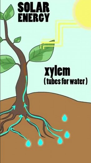 Photosynthesis | How Do Plants Produce Oxygen and Sugar? | Science