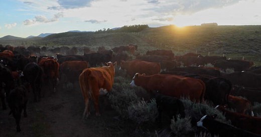 Riding along on the Green River Drift, the longest-running cattle drive left in America