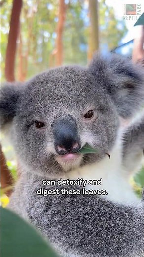Koalas thrive on a toxic diet 🐨
