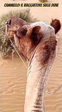🟠Cammello: il gigante gentile del Sahara 🟠#cammello #deserto #fauna #natura #mammifero #gobba