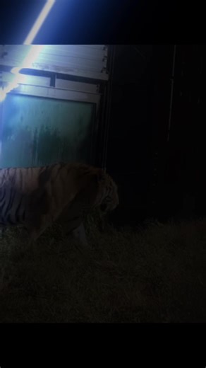 Muscular Siberian Tiger: Nature's Majestic Predator