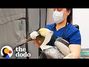 Pelican With A Hook In His Mouth Gets Rescued | The Dodo