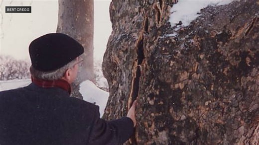 What are "exploding trees" and how do they happen in the cold air