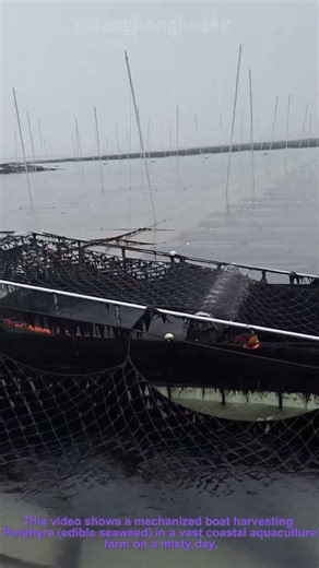 Seaweed Harvesting: Mechanized Harvesting of Porphyra in Coastal Farms