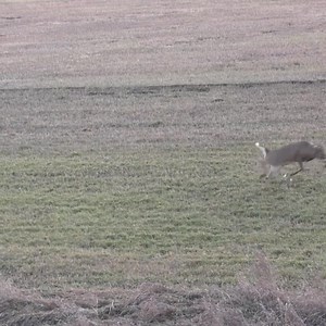 18K views · 194 reactions | That’s what we like to see! Who found some luck this weekend? #HunterSafetySystem Bowhunting.com | Hunter Safety System | Facebook