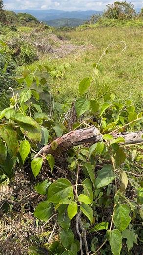 This “big black bee” is a carpenter bee (Xylocopa) 🖤🐝 🔊 Sound ON… the buzzing is LOUD. It keeps landing for a second then moving again because it’s inspecting the wood for nesting spots (they can tunnel into dead branches). Important pollinator, and usually not aggressive unless handled. #ShroomsOfColombia #ColombiaNature #ColombianWildlife #InsectsOfColombia #Xylocopa CarpenterBee Bee InsectsOfInstagram BugLovers NatureReels WildlifeReels TropicalNature Biodiversity ExploreColombia MedellinN