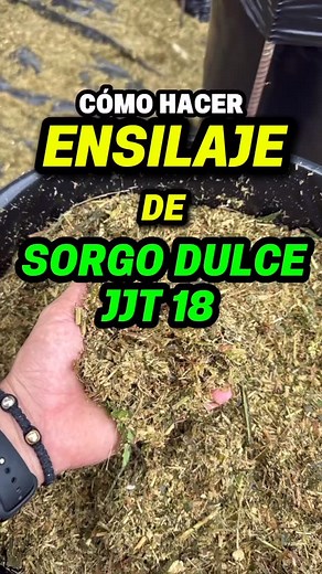 Pasturas Tropicales on Instagram: "Cómo hacer ensilaje de Sorgo dulce JJT 18 paso a paso 🤠👇 ¡Ensilaje de sorgo JJT-18 fácil y rendidor! 🌿El sorgo dulce se cosecha a 90-95 días después de sembrado cuando la planta ya tiene su panoja formada. Mira lo fácil que es. 1. Picar a un tamaño entre 1.5-2 cm, que no quede muy pequeño, ese es el tamaño ideal de corte. 2. La clave es compactar muy bien al momento de empacar. Debes sacar el aire, pues este es el peor enemigo del proces