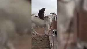 Goats Screaming  Funny Goats Screaming Compilation (Part 1) [Epic Laughs]