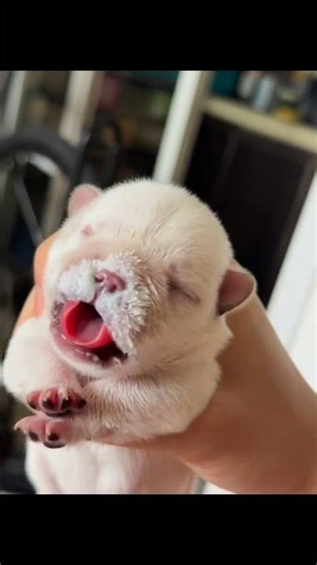 తల్లి కానున్న ఈ క్యూట్ కుక్కపిల్ల కథ చూడండి!