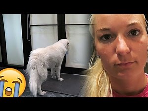 Dogs React: Home Alone with Chels (SCS #169)