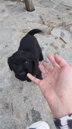 Our sweet Labrador Retriever puppies are being raised with love in a clean, caring environment. They are playful, affectionate, and well-socialized—perfect for families or individuals looking for a loyal companion. ✨ Details • Vet checked & up to date on age-appropriate vaccines • Eating solid food • Friendly, calm, and healthy#GoldenRetrieverPuppy #GoldenPups #PuppiesForAdoption #TexasPuppies #lab