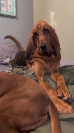 Adorable Bloodhound Puppy Compilation - Cute and Playful Puppies