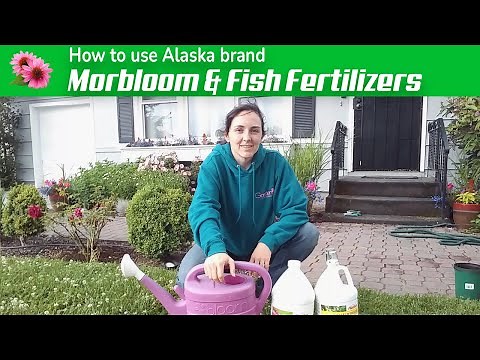 Fertilizing - How to use Alaska brand Morbloom and Fish Emulsion