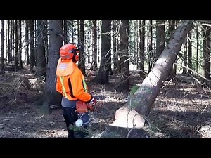 Lumberjack A small harvester and professional tree processing