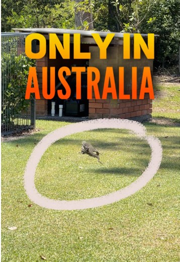 Monitor Lizard Sighting in Our Yard