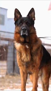 🐕 Advanced Training :Elite GermanShepherd Dog |#dogshorts #youtubeshorts