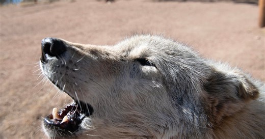 The future of the wolf reintroduction program in Colorado is in question