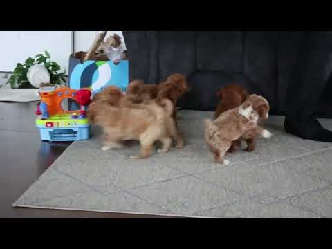 F1B Cockapoo Puppies For Sale