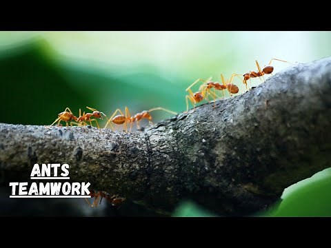 How Do Ants Work Together I Ants Teamwork