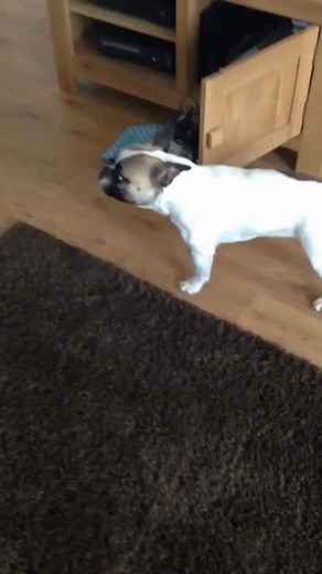 Bruno’s Wild Essentials on Instagram: "Pet parents, ever heard your dog make a strange snorting sound and panicked? Don’t worry — it’s called reverse sneezing and it’s more common than you think! Here’s what to do when it happens!!! Do share it with other fellow pet parents!!!! #brunoswildessentials #dogfoodindia #petfoodreimagined #dog #petparent #brunosfam #dogsdeservebetter #DogsofIndia #petcareindia #brunospetfam #fyp #viralreel #educative #trendingreel #reversesneezing #dogheal #foryou #for