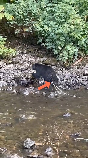 Bear Tapeworm | Astronaut Shower
