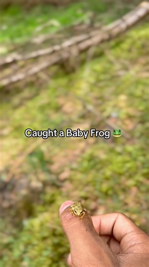 #frogs #nature #outdoors