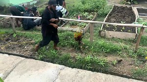 In the middle of Port Moresby’s urban sprawl, where corrugated iron roofs, busy roads, and the bustle of city life often crowd out green space, my small farm stands as a quiet, stubborn pocket of soil and possibility. It began modestly — a few raised beds, a clutch of fruit trees, and a patch of land that I refused to let go fallow. Over time it has become something more: a place where young people come to learn, to work, and to be supported while they rediscover the dignity of growing food and 