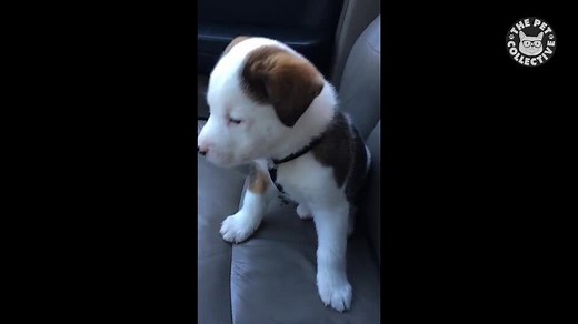 16 Funny Puppy Videos Compilation vol. 1