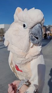 16K views · 972 reactions | BLOOPER! Poop Happens. 藍藍藍 | Max the Moluccan | Facebook