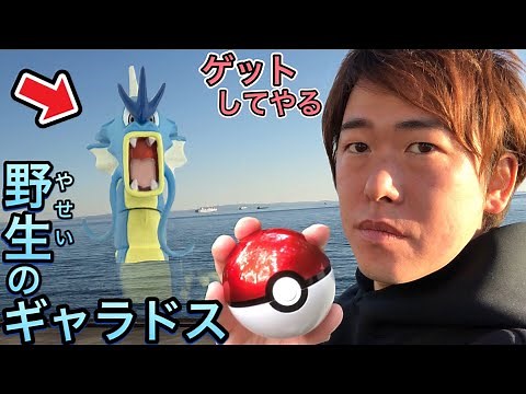 【衝撃映像】海岸を散歩してたら超巨大な野生のギャラドスが現れて全力でゲットします…