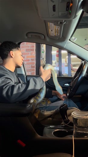 Michael J Hill on Instagram: "PRANKING PEOPLE WITH MY GIANT PET PYTHON… #reptiles #funny #prank #wilda"