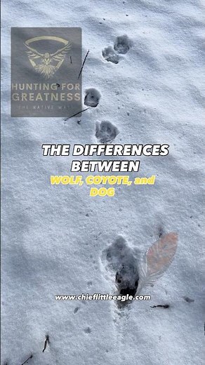 How to Tell the Difference Between Wolf, Coyote and Dog Tracks❓