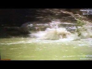 Two male Saltwater Crocodile fighting over territory in the rivers of Northern Australia.