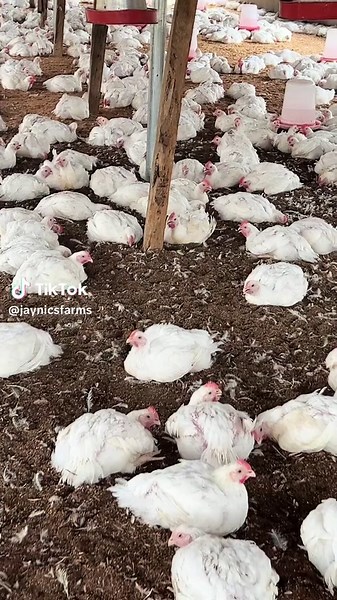 #makemefamous #capcut #fyp #foryou #foryoupage #blowthisuptiktok #blowthisupforme