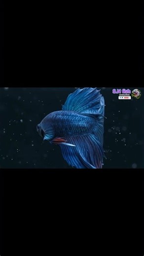 Betta Fish Types: Which Variety is Right for You?