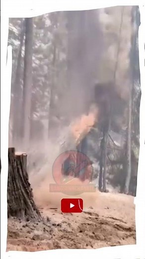 Cutting Down a Very Old Tree – Impressive Tree Removal Skills