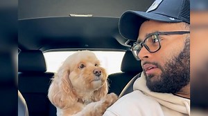 Watch this dog that can solve math problems with her paw