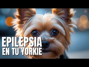 EPILEPSIA en YORKSHIRE TERRIER: [Causas, riesgos y cuidados clave]