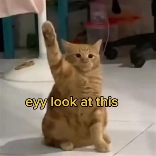 @woonyiiiii on Instagram: "Unlock a special reward when yoU register on TipsyChat using this exclusive code: RDYJE6 ( Make Sure to Use the code within 24 hours of signing up to claim your reward) @tipsychat #cute #meme #voiceacting #core #cat #funny #funny #tipsychat"