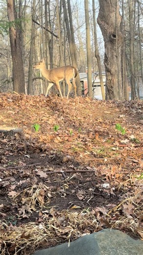 Spring Deer in Michigan Nature