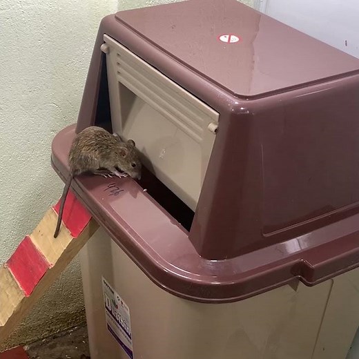 best mousetrap // how to use a mousetrap trash can