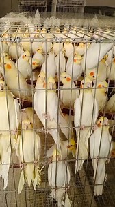 #玄鳳 #玄凤 #鹦鹉 #鸚鵡 #鹦鹉的生活 #小鳥 #小鸟爱叽叽叫 #小鸟的生活 #parrotlovers #parrotlife #parrots #bird #birds #birdslovers #birdslife | 小鸟爱叽叽叫