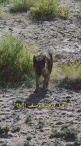 603K views · 9.4K reactions | تكلم النبي يعقوب مع الذئب!ü #مسلسلات #شاهدالمسلسلاتالدينية #أحباءالرسول | Stories of Prophets - قصص الأنبياء | Facebook