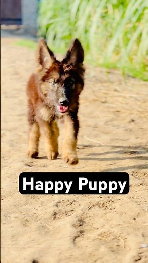 Playful Puppy Moments #shorts